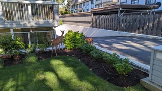 Deer grazing in Victoria, BC